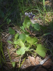 Viola cuneata
