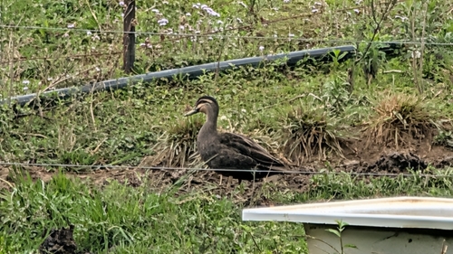 Pacific Black Duck