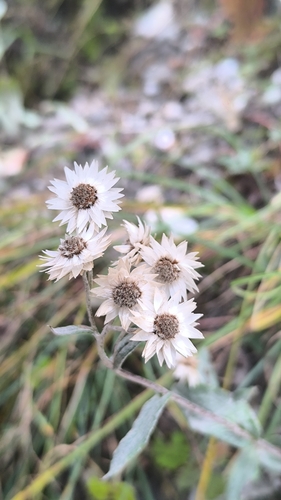 Anaphalis nepalensis observed 2026-10-04