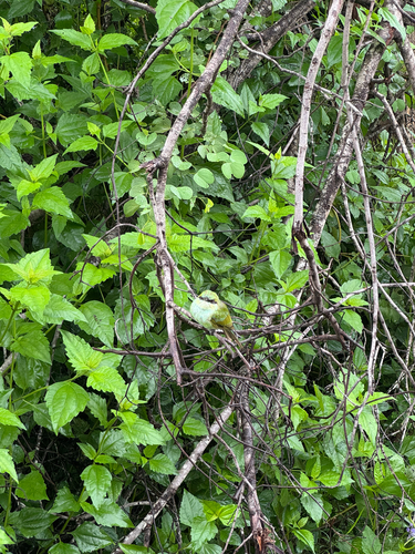 Asian Green Bee-eater