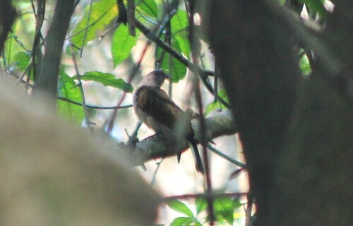 iNaturalist image
