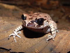 Leptobrachium hasseltii