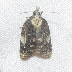 Platynota exasperatana