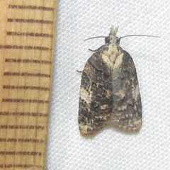 Platynota exasperatana