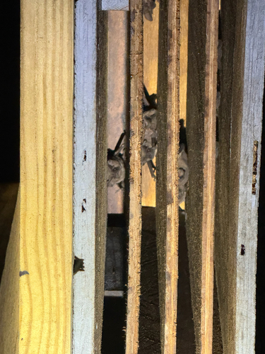 Mexican Free-tailed Bat observed by robertbentley1