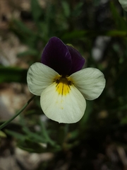 Viola hallii