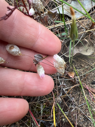 Rhodanthe manglesii, 2026-10-15