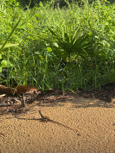 Pondichéry Fan-throated Lizard