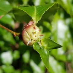 Contarinia cerasiserotinae