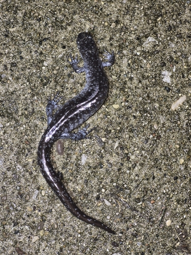 Ambystoma texanum, 2026-10-15
