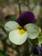 Viola hallii