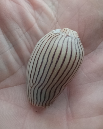 Amoria zebra, 2026-10-07