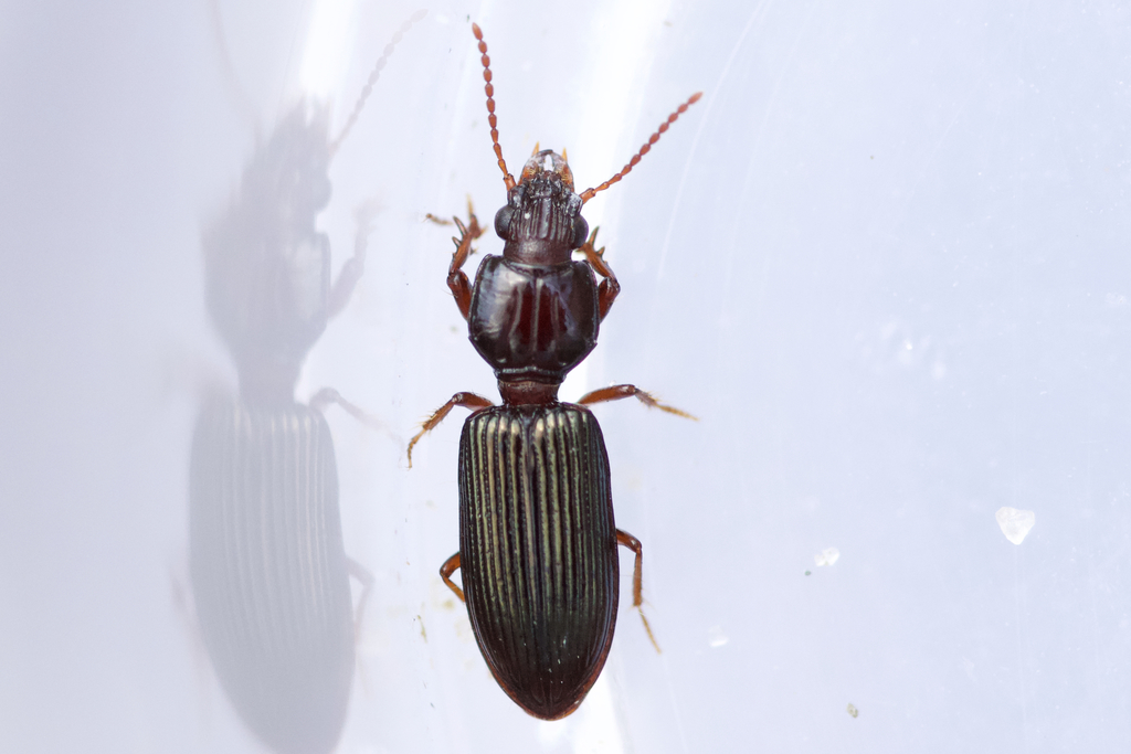 Schizogenius lineolatus