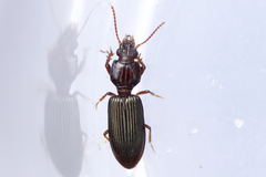 Schizogenius lineolatus