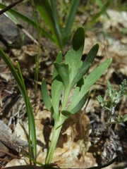 Viola hallii