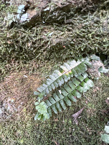 Asplenium normale observed 2026-10-16