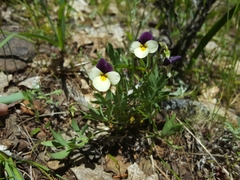 Viola hallii