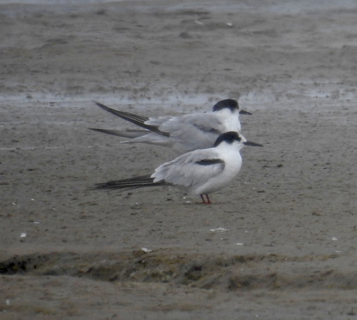 Common Tern observed by owlice