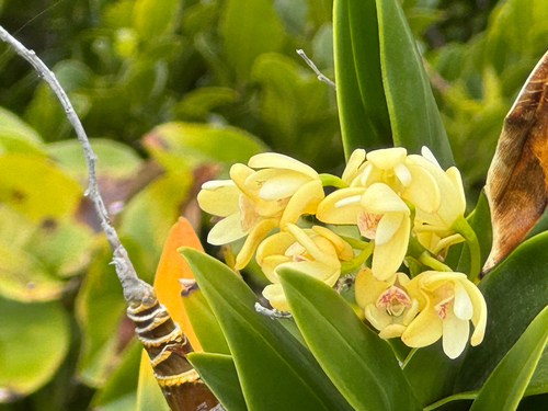 Dendrobium macropus observed 2026-10-16