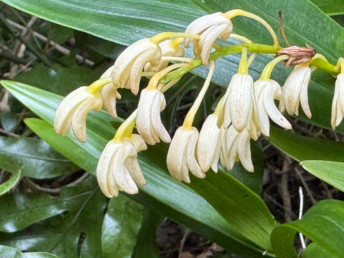 Dendrobium macropus observed 2026-10-16