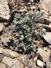 Astragalus platytropis