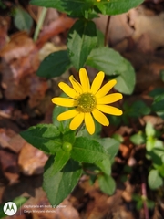 Melampodium montanum