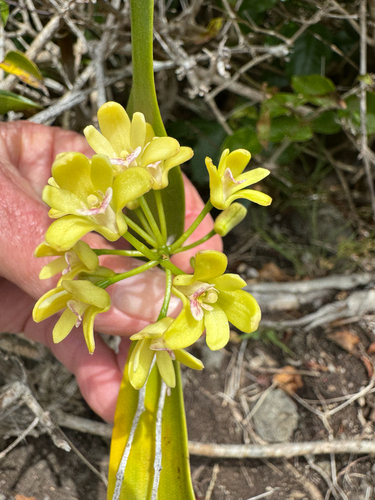 Dendrobium macropus observed 2026-10-16