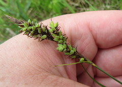 Carex buxbaumii