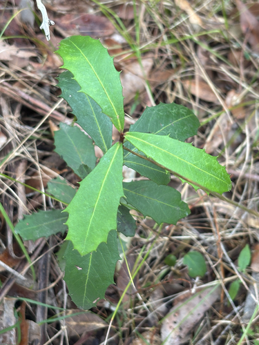 Myrsine variabilis observed 2026-10-15