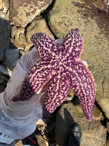 Asterias amurensis observed 2026-10-16