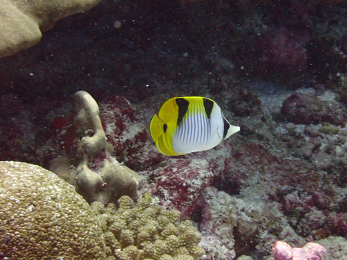 Chaetodon falcula observed 2026-10-14