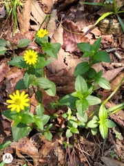 Melampodium montanum