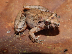 Limnonectes microdiscus