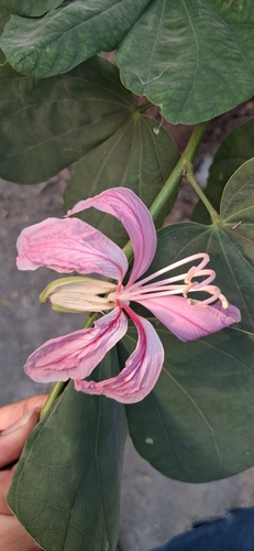 Bauhinia variegata observed 2026-10-15