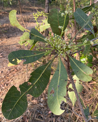 Buchanania obovata observed 2026-10-11
