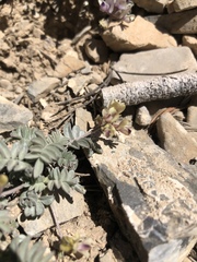 Astragalus platytropis