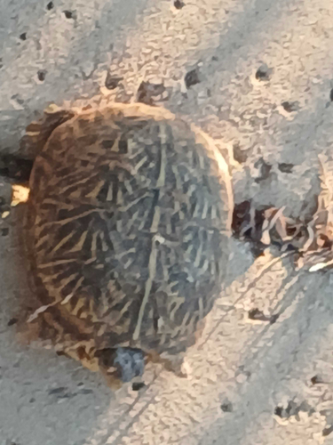 Ornate Box Turtle observed by davidbygott