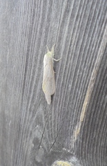 Phragmataecia castaneae