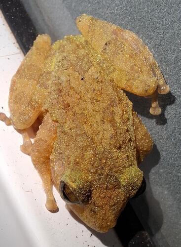 Ferguson's Shrub Frog