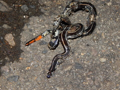 Calliophis intestinalis