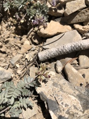 Astragalus platytropis