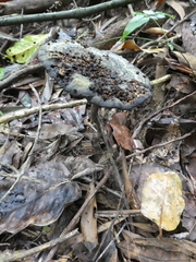 Sanguinoderma rugosum
