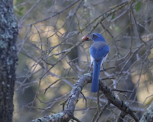California Scrub-Jay