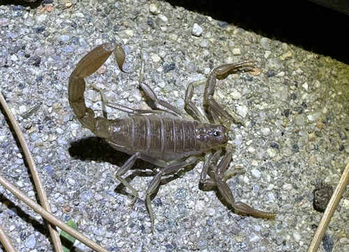 Paravaejovis puritanus