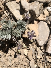 Astragalus platytropis