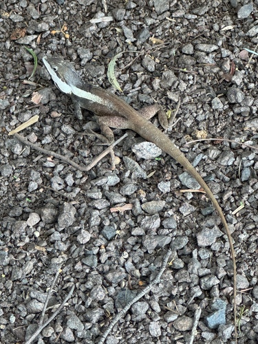 Lophognathus temporalis observed 2026-10-16