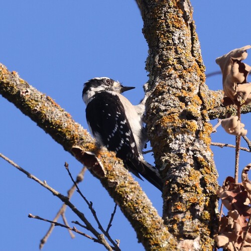 Downy Woodpecker