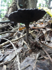 Sanguinoderma rugosum