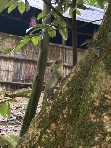 Gonocephalus grandis observed 2026-10-15
