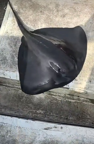 Pelagic Stingray